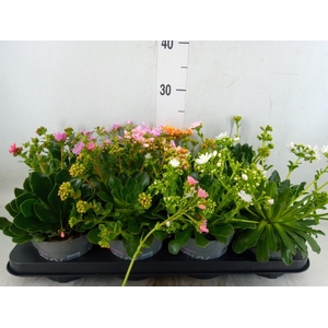 Lewisia cot. 'Rocky Colors'   ..mix