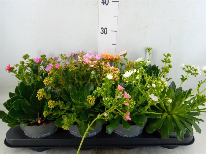 <h4>Lewisia cot. 'Rocky Colors'   ..mix</h4>