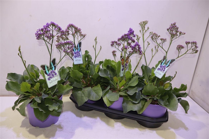 <h4>arr8 Limo Salt Lake</h4>