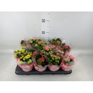 Kalanchoe blos.   ..rosebud mix  5