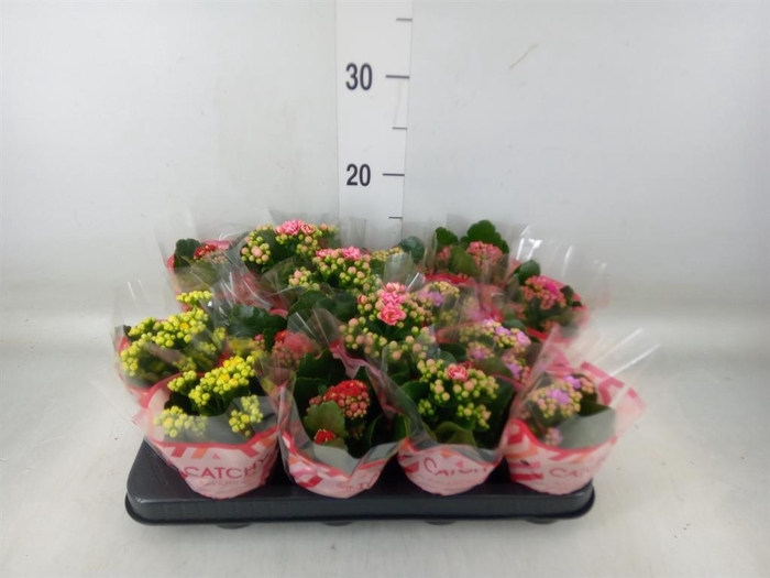 <h4>Kalanchoe blos.   ..rosebud mix  5</h4>