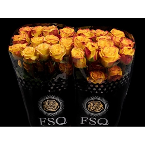 R GR High & Yellow Magic