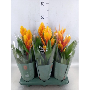 Vriesea  'Intenso Flame'