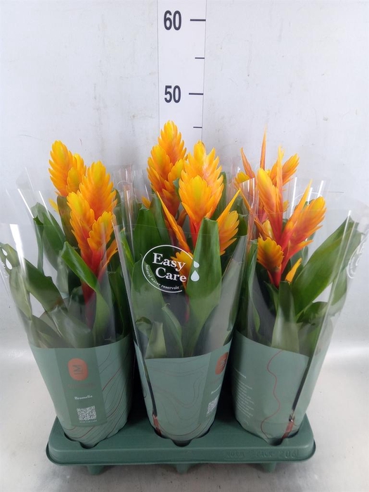 <h4>Vriesea  'Intenso Flame'</h4>
