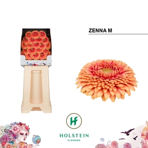 Ge Mb Gerp Zenna M