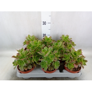 Aeonium   ...