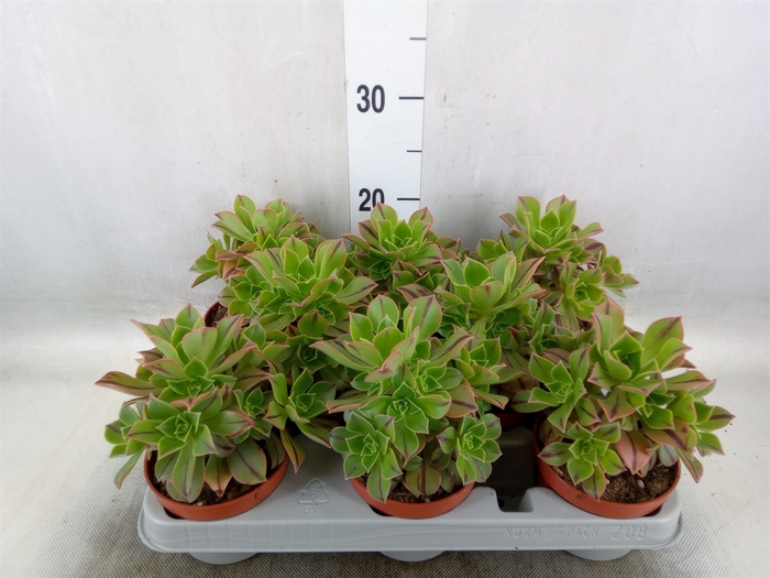 <h4>Aeonium   ...</h4>