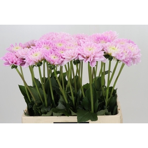 Dahlia Sweet Love