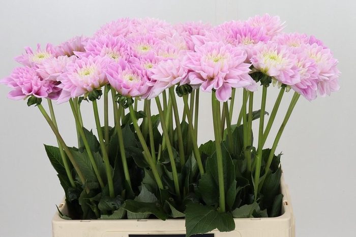 <h4>Dahlia Sweet Love</h4>