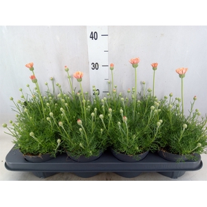Rhodanthemum hosm. 'Zagora Orange'