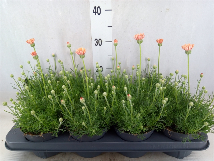 <h4>Rhodanthemum hosm. 'Zagora Orange'</h4>