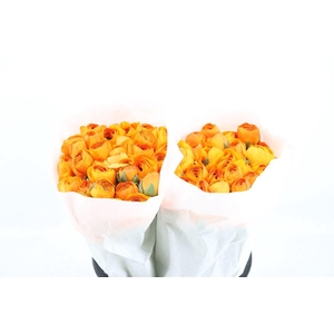 Ran Cloni Ex Lambada