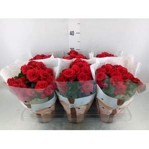 Begonia elat. DU 'Halo'