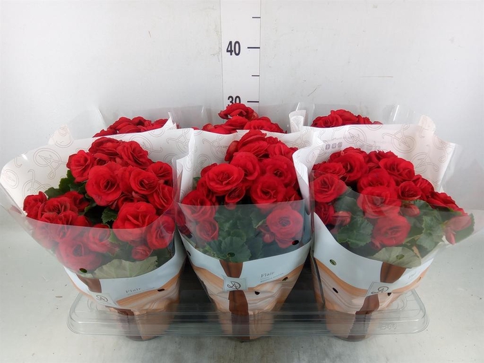 <h4>Begonia elat. DU 'Halo'</h4>