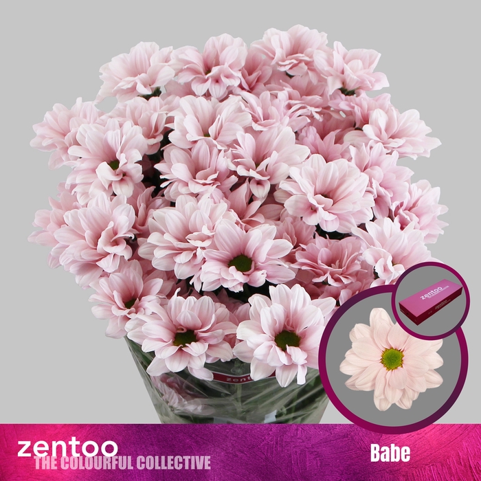 <h4>Chrysanthemum (Indicum Grp) grappe Babe</h4>