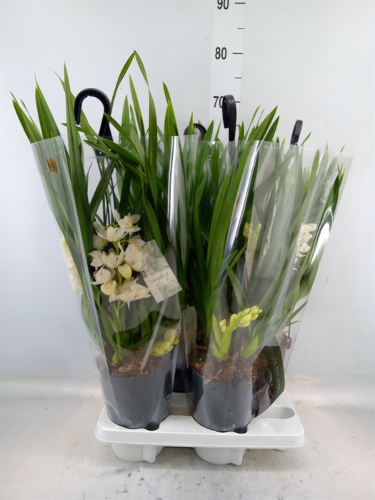 <h4>Cymbidium  'Ice Cascade'</h4>