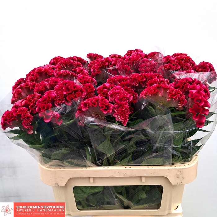 <h4>Celosia solid</h4>