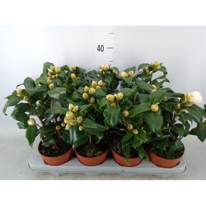 <h4>Camellia japonica 'Brushfield Yell'</h4>