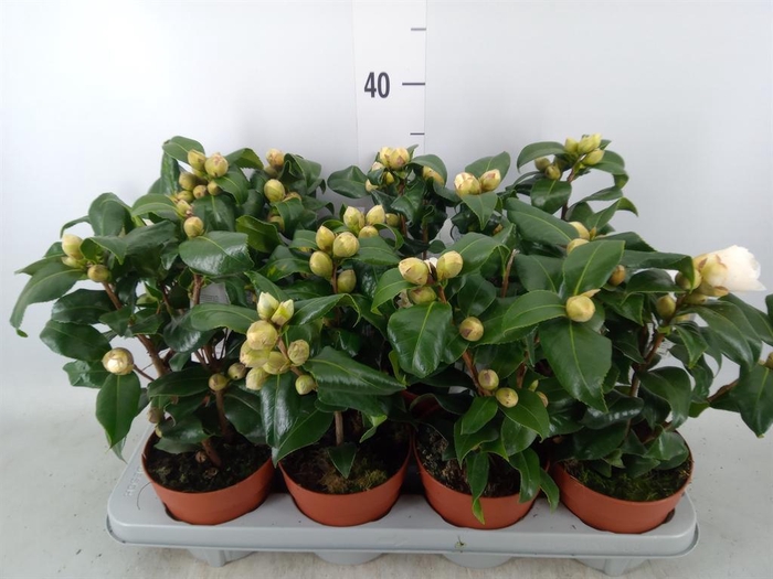 Camellia japonica 'Brushfield Yell'