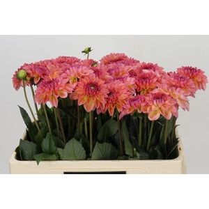 Dahlia Chanel