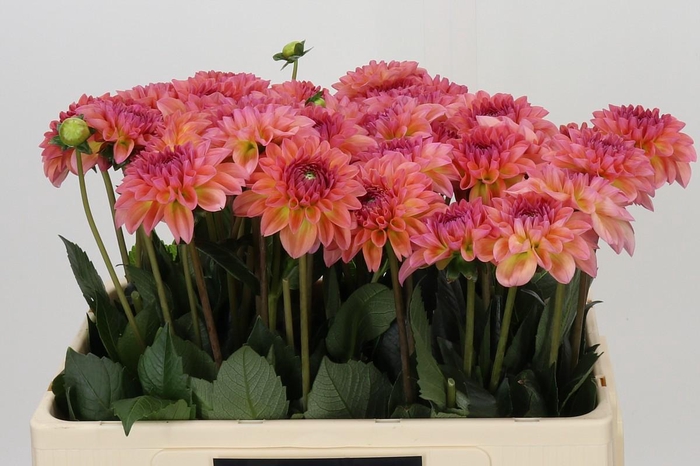 <h4>Dahlia Chanel</h4>