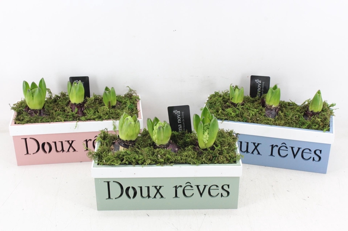 <h4>arr4 Hyacint RN - Kist Doux reves mix</h4>