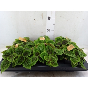 Pilea alumi