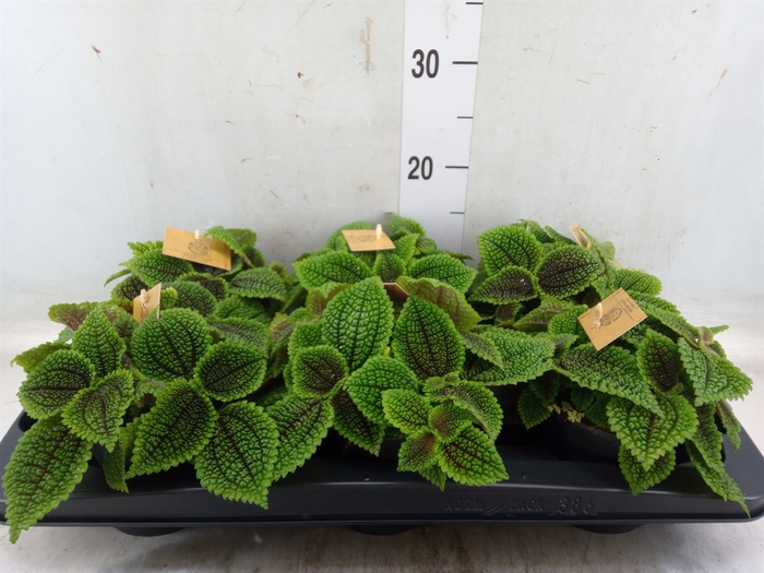 <h4>Pilea alumi</h4>