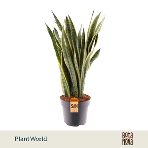 Sansevieria Laurentii