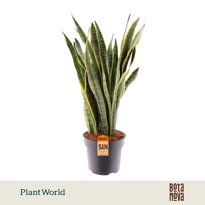 <h4>Sansevieria Laurentii</h4>