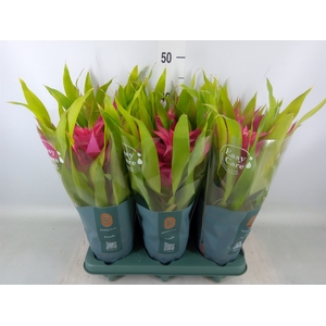 Guzmania  'Deseo Pink'