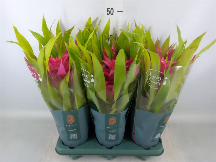 <h4>Guzmania  'Deseo Pink'</h4>