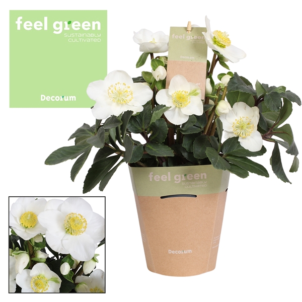 <h4>Helleborus n. Christmas Carol 12cm (L) Feel Green Potc. Decorum</h4>