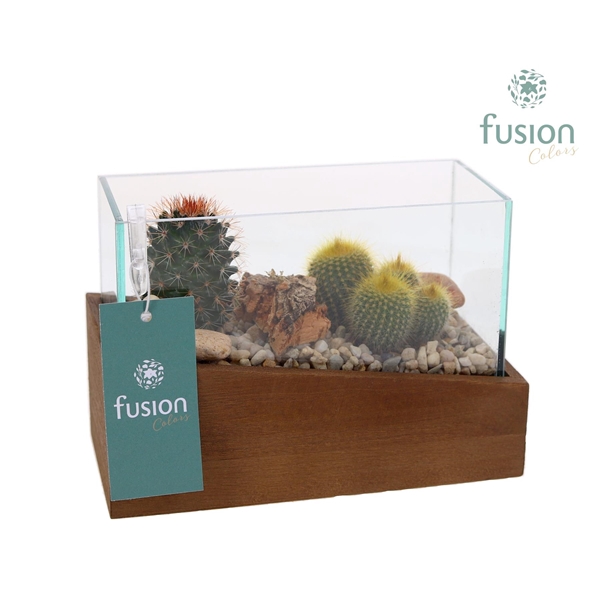 <h4>Aquarium X-Small met Cactussen</h4>