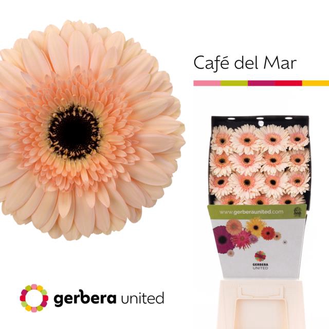 GE GR CAFE DEL MAR