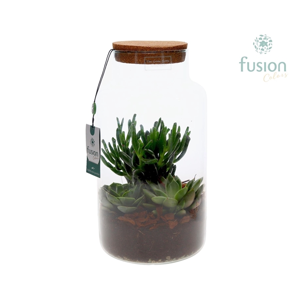 <h4>Green Bottle Pot Large met Succulenten</h4>