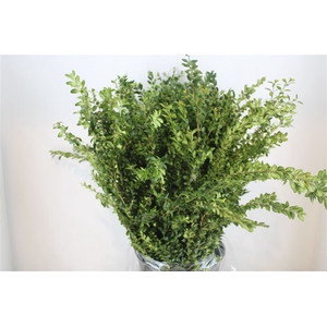 Buxus Green P Bunch