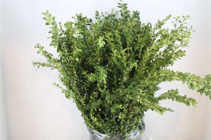 <h4>Buxus Green P Bunch</h4>