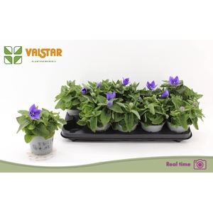 PLATYCO GR ASTRA BLU
