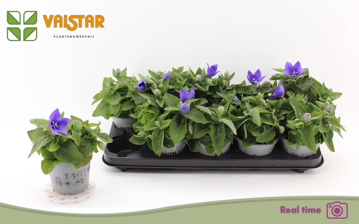 <h4>PLATYCO GR ASTRA BLU</h4>