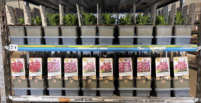 <h4>PENST TUB BELLS RED</h4>