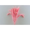Dried Setaria Italica Light Pink Bunch