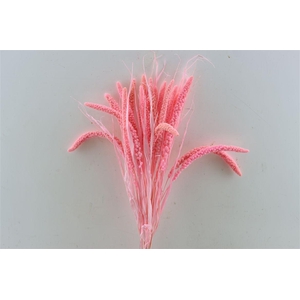 Dried Setaria Italica Pink Bunch