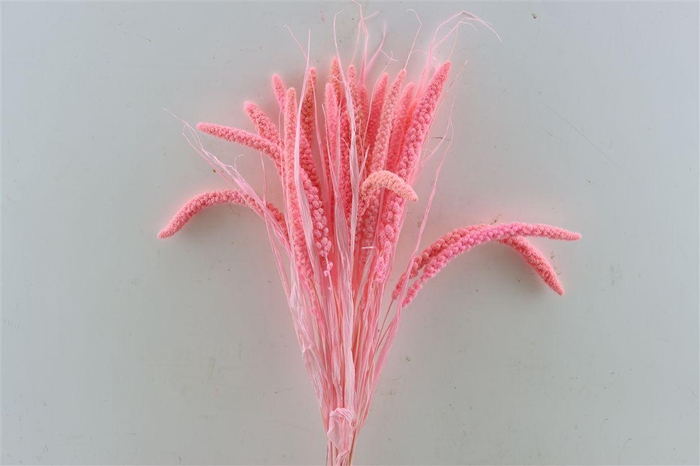 <h4>Dried Setaria Italica Pink Bunch</h4>
