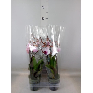 Phalaenopsis  'Cadi'