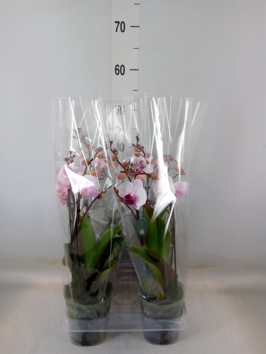 <h4>Phalaenopsis  'Cadi'</h4>