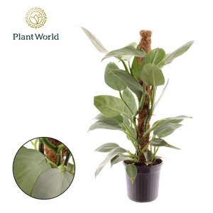 Philodendron Silver Sword Mosstok