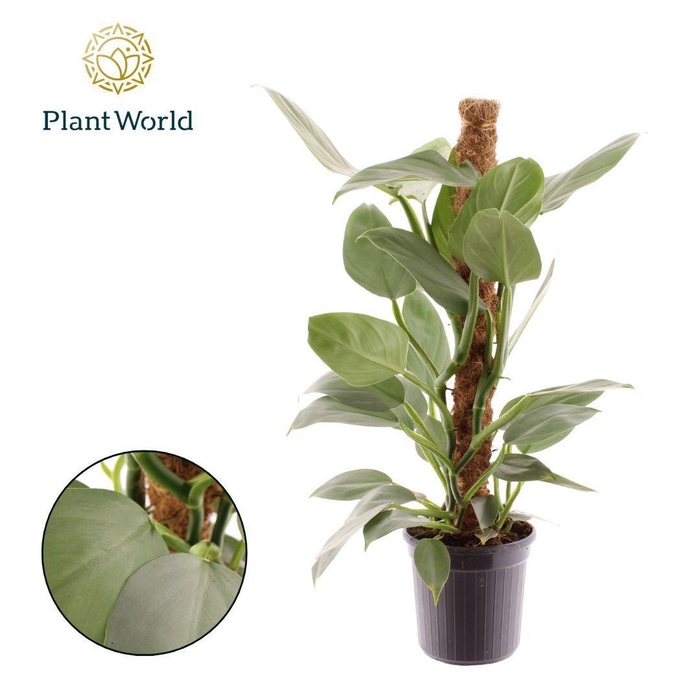 <h4>Philodendron Silver Sword Mosstok</h4>