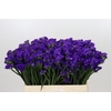 Limonium Sinuatum Navy Sun Birds