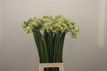 <h4>Ornithogalum Saundersiae White</h4>